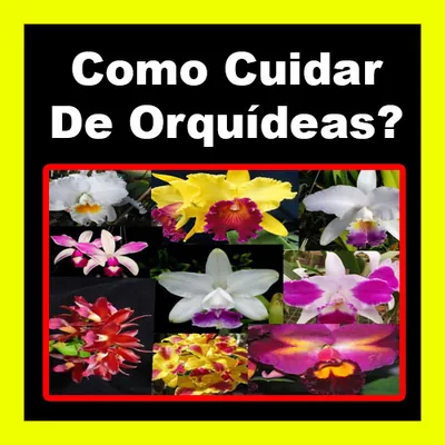 Capa de Como Cuidar de Orquídeas?