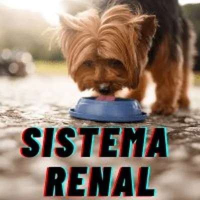 Capa de Medicina Veterinária: Sistema Renal